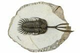 Trident Walliserops Trilobite - Foum Zguid, Morocco #179558-1